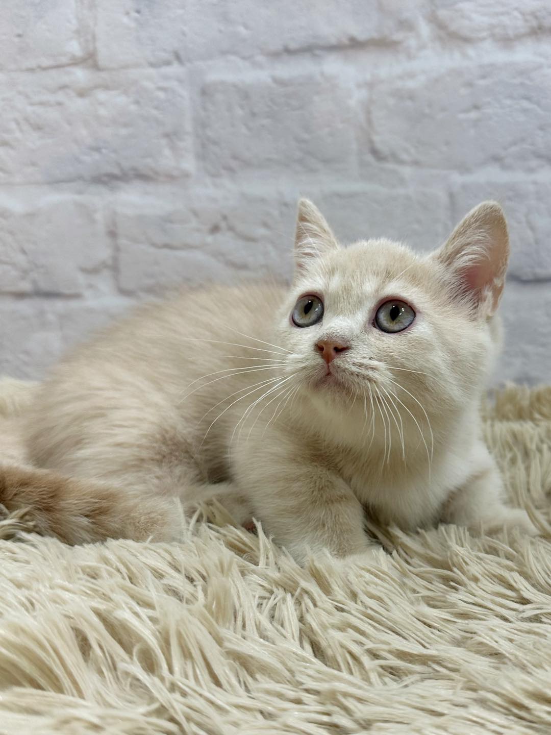 魔法森林／奶油色曼赤肯