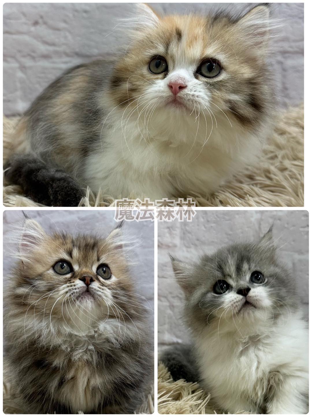 魔法森林／小步舞曲