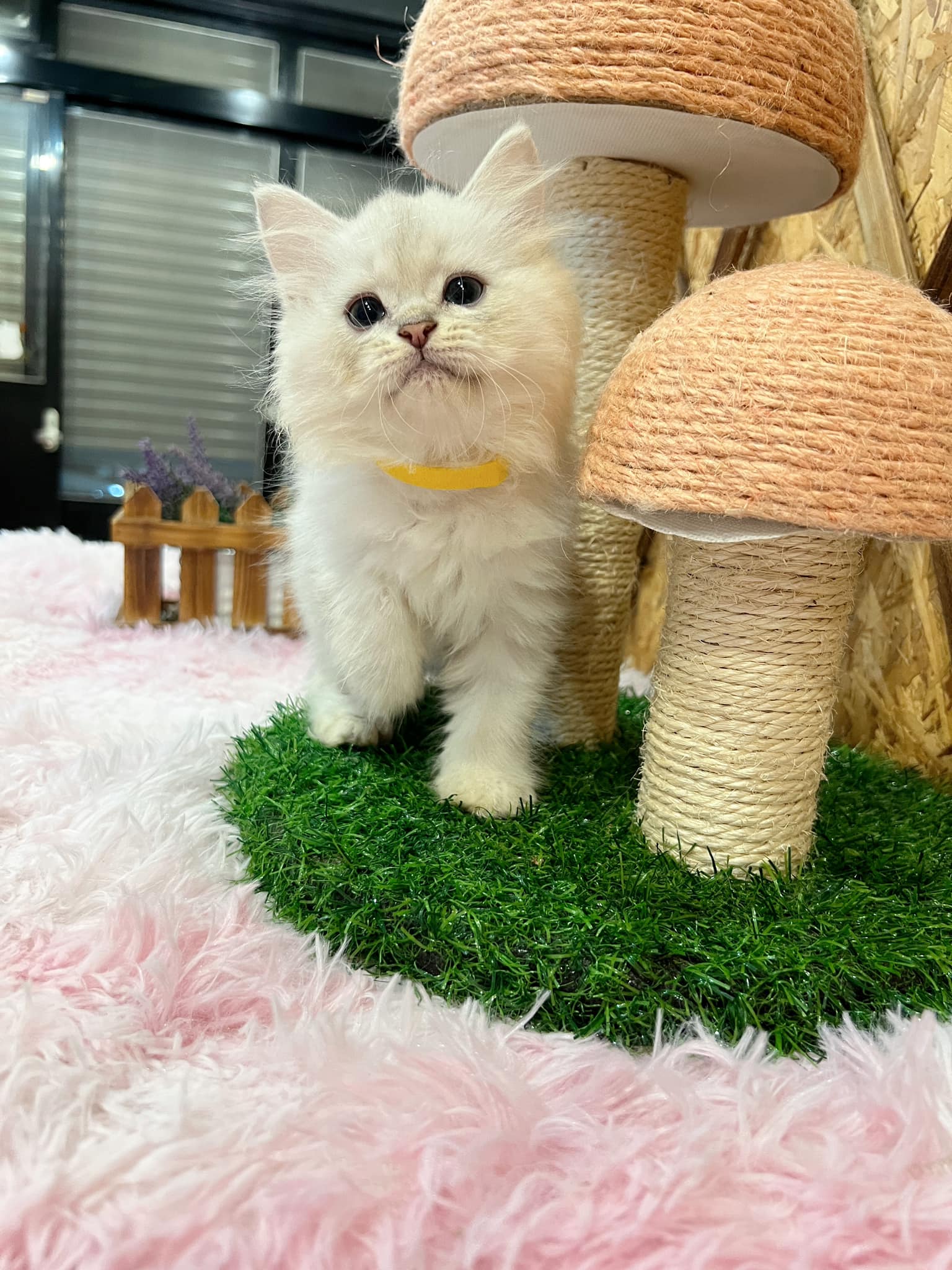 金瑟喵屋／銀白金吉拉