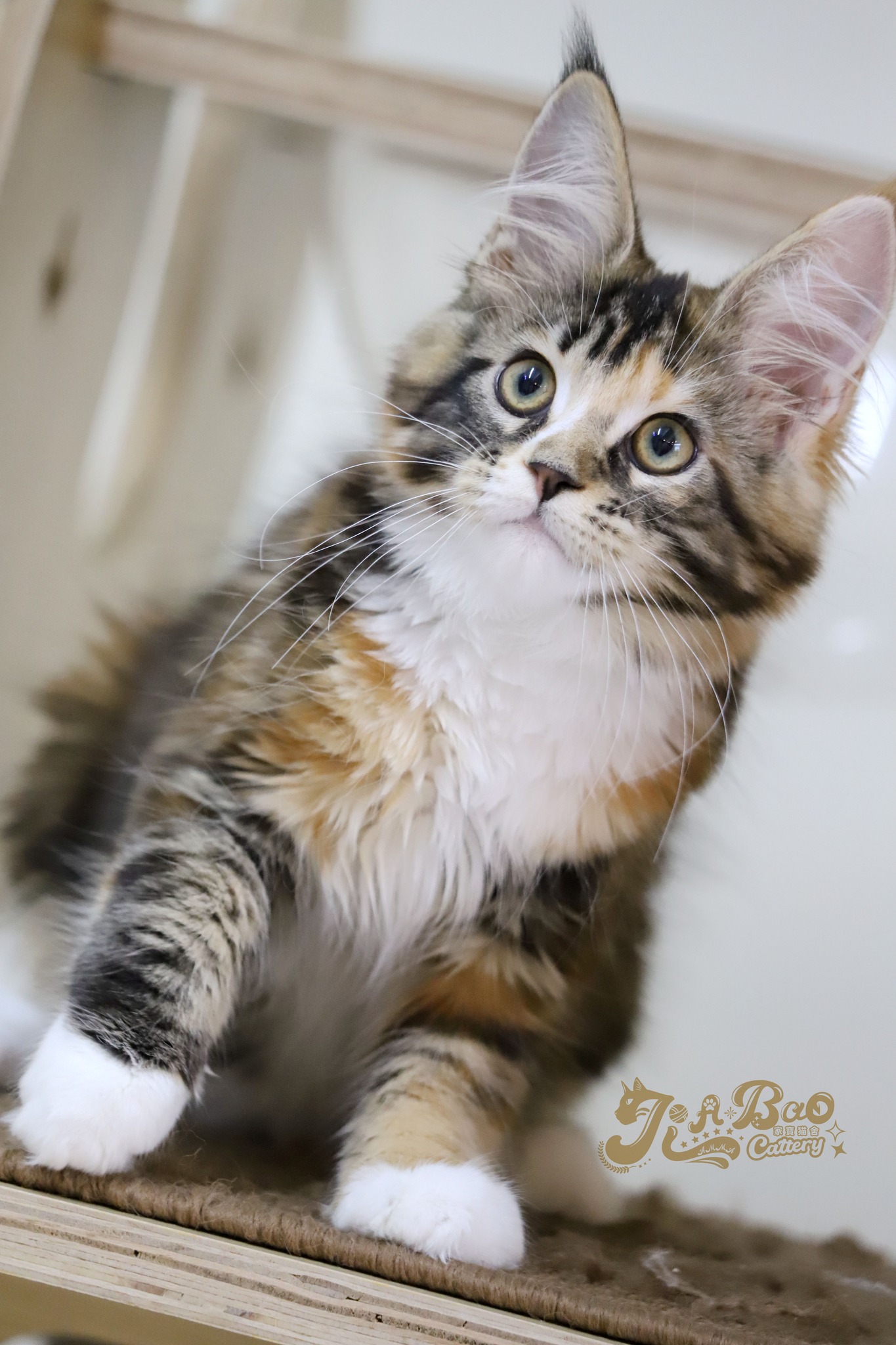 家寶寵物／黑三花緬因貓