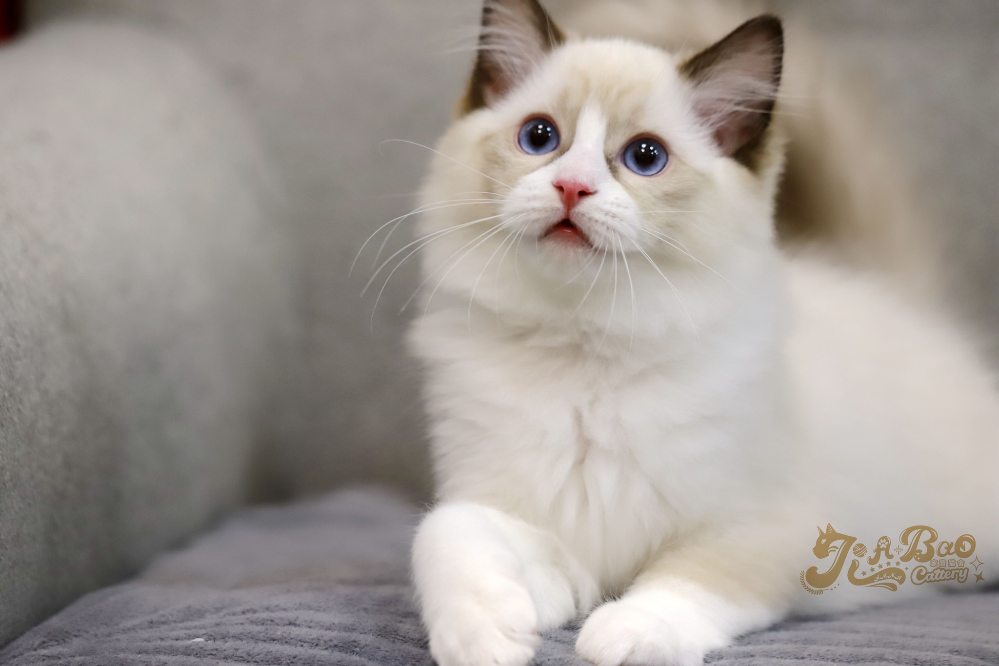 家寶寵物／海豹雙色布偶貓