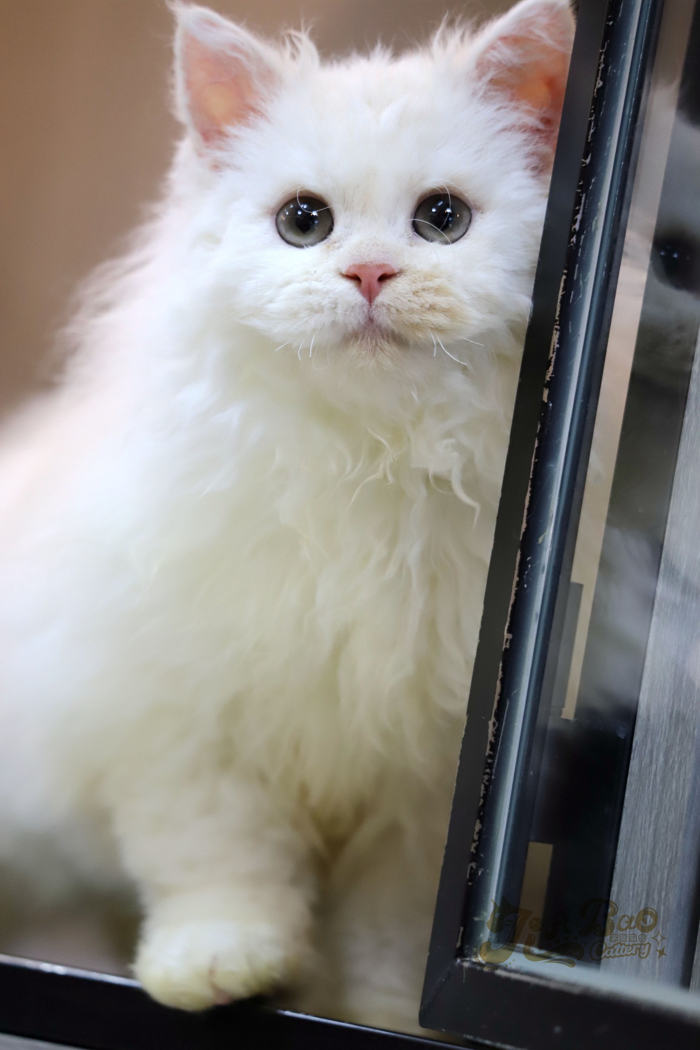 家寶寵物／凱米爾賽爾凱克捲毛貓