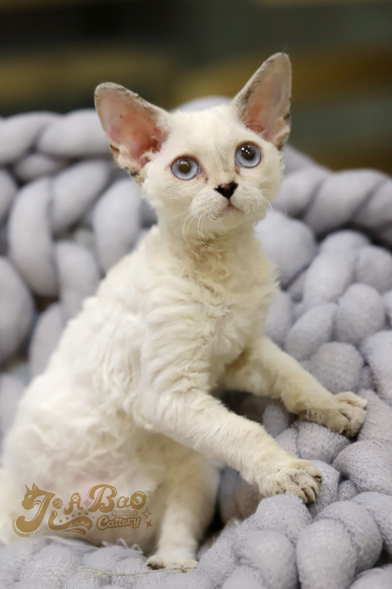 家寶寵物／藍點玳瑁德文捲毛貓