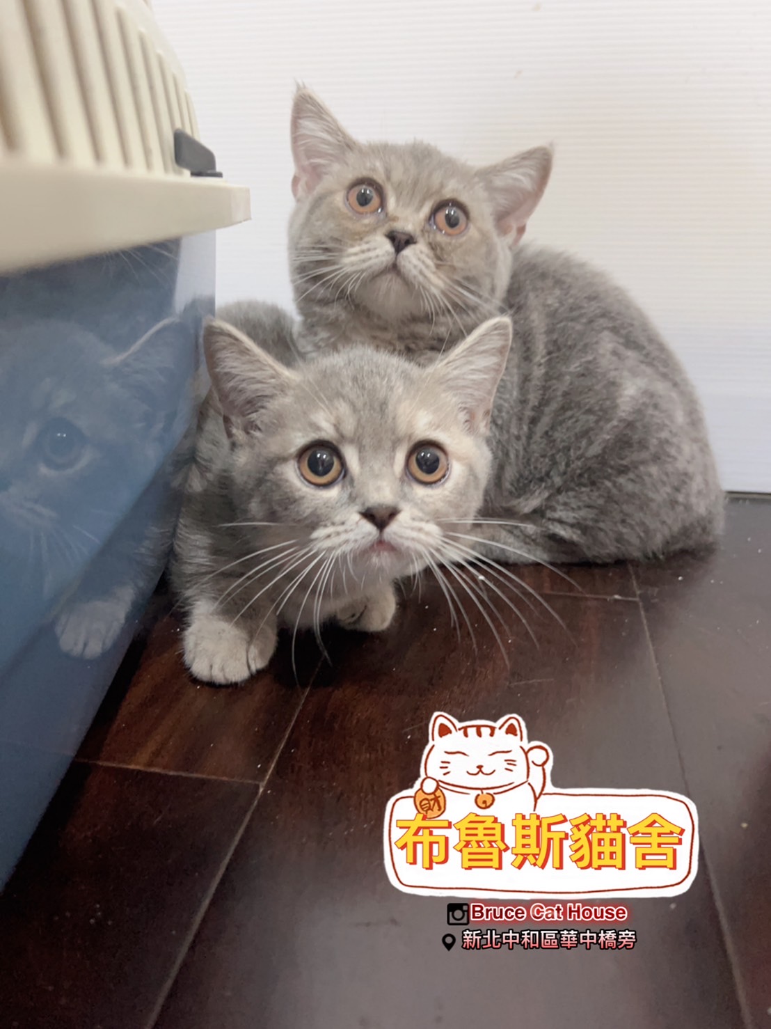 布魯斯貓舍／三花曼赤肯