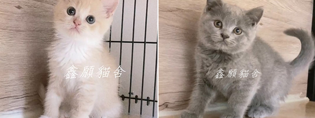 鑫願貓舍／英國短毛貓