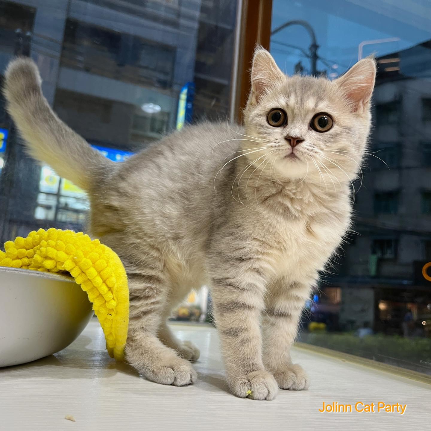 貓咪派對／藍奶油英國短毛貓