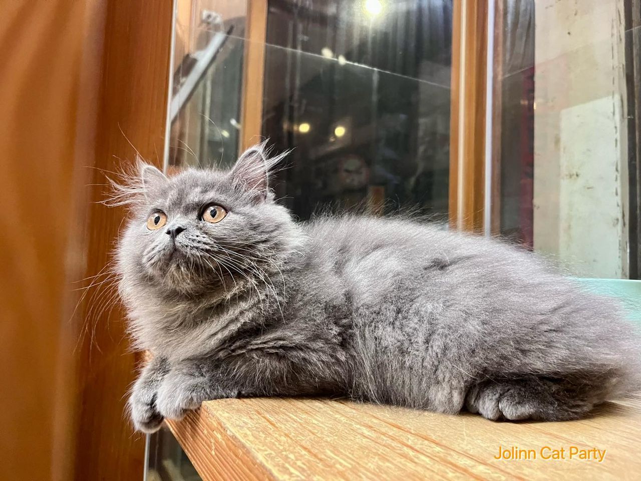 貓咪派對／藍色英國長毛貓