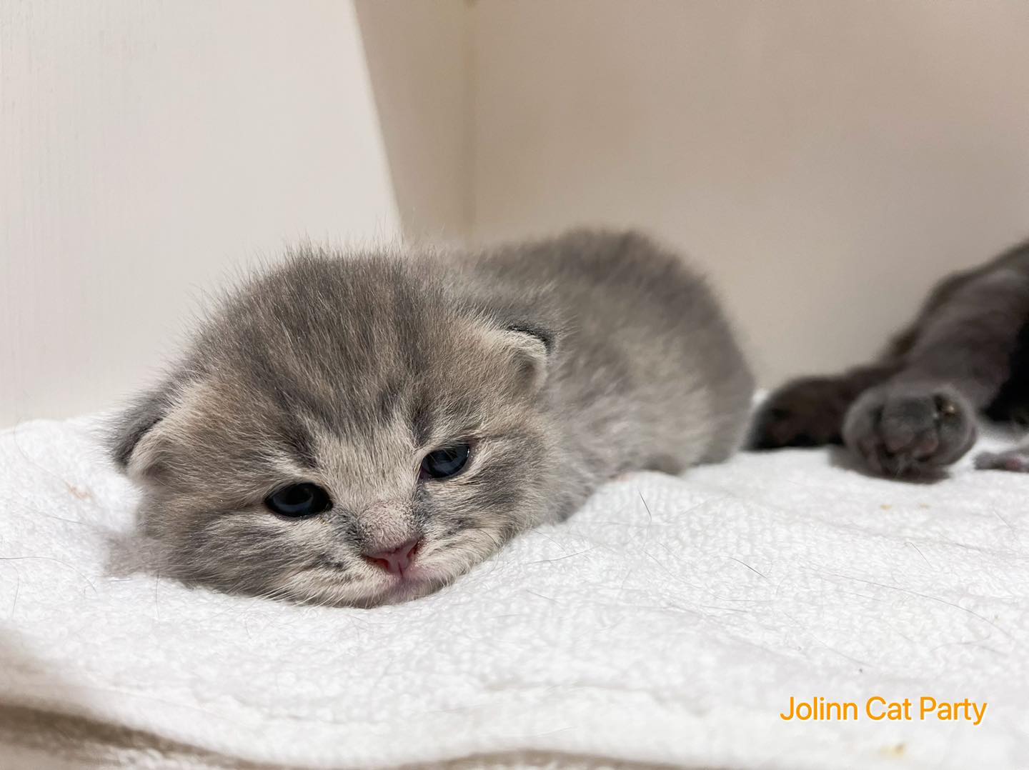 貓咪派對／藍奶油英國短毛貓