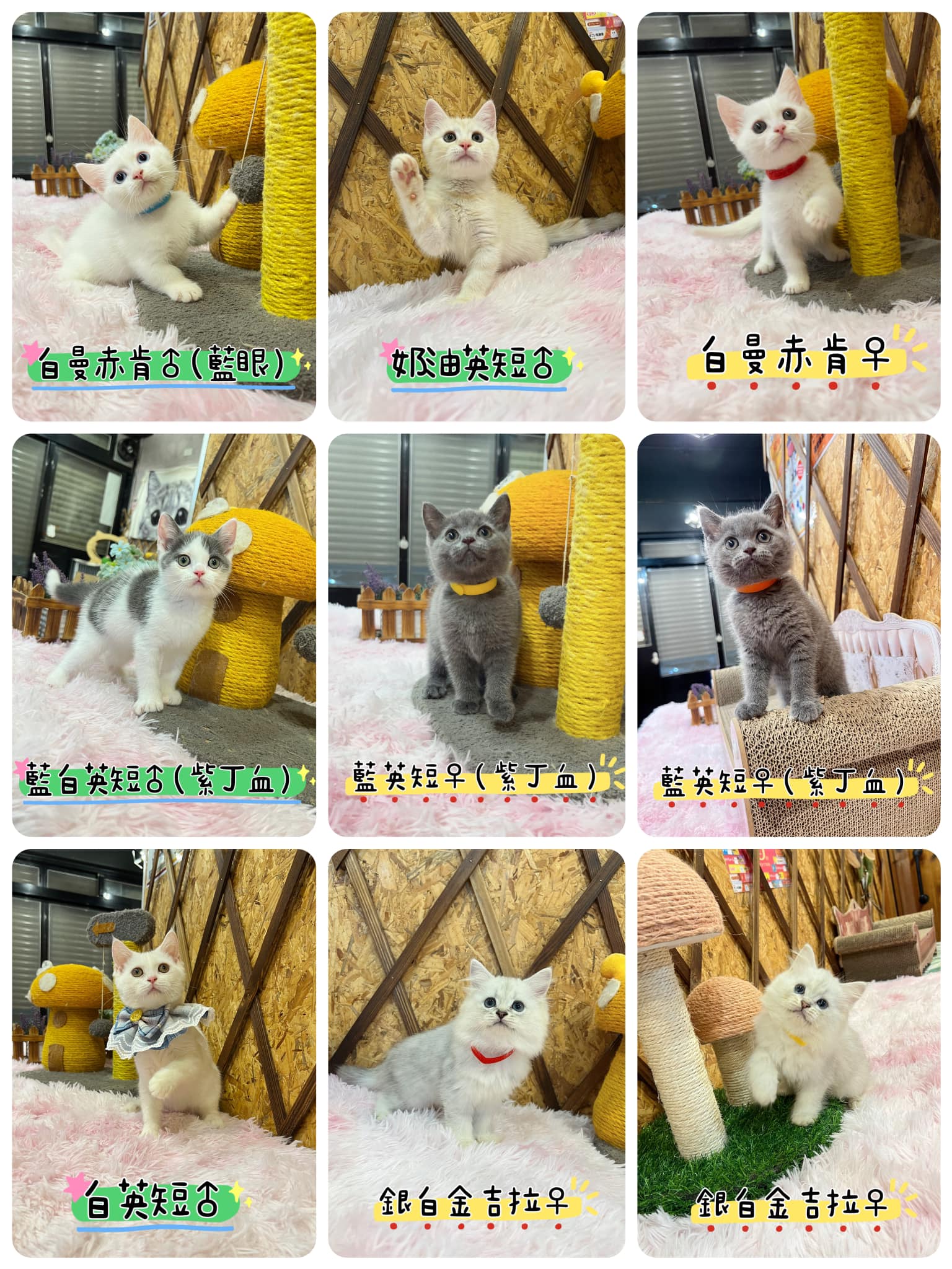 金瑟喵屋／各品種貓