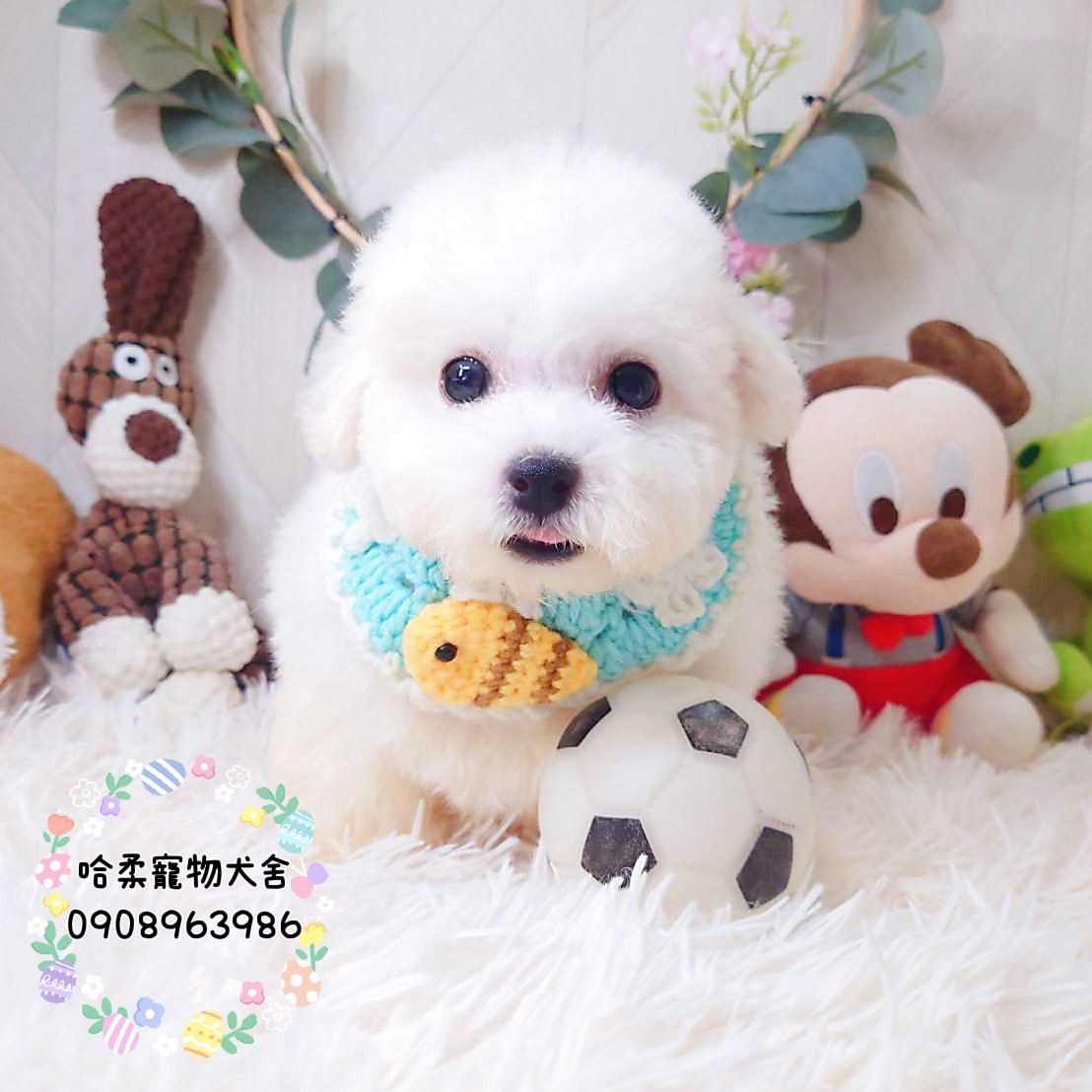 哈柔寵物犬舍／比熊犬