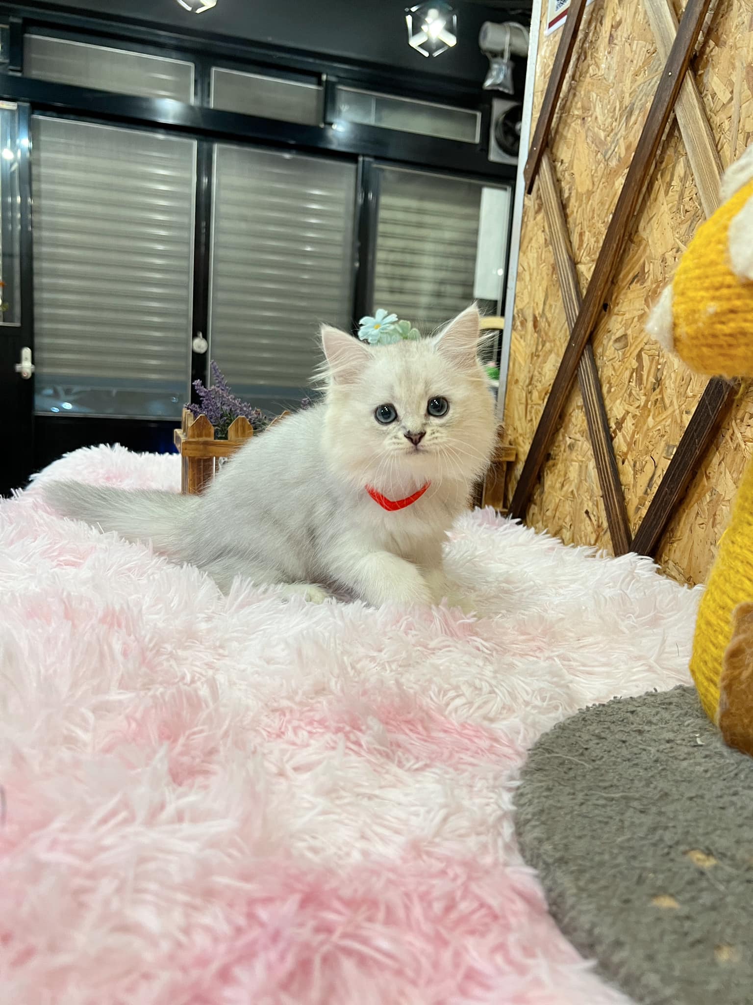 金瑟喵屋／銀白金吉拉