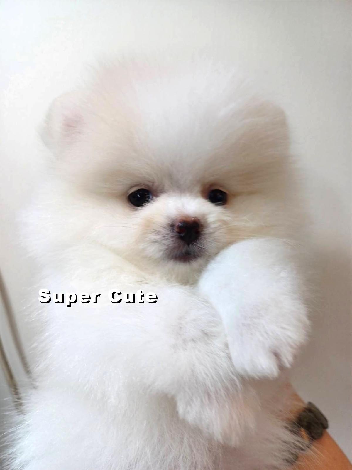 超可愛名犬社／博美犬