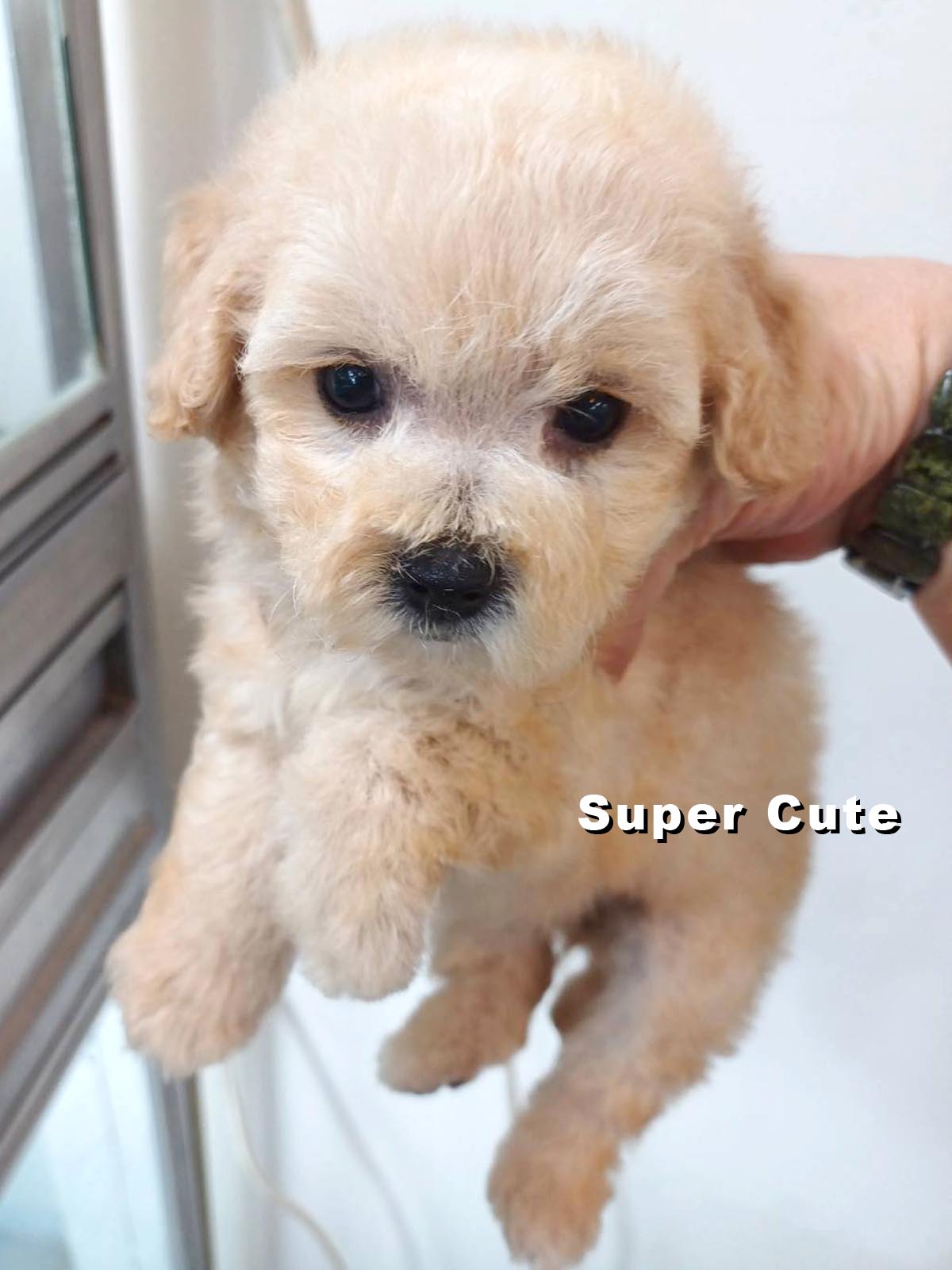 超可愛名犬社／貴賓犬