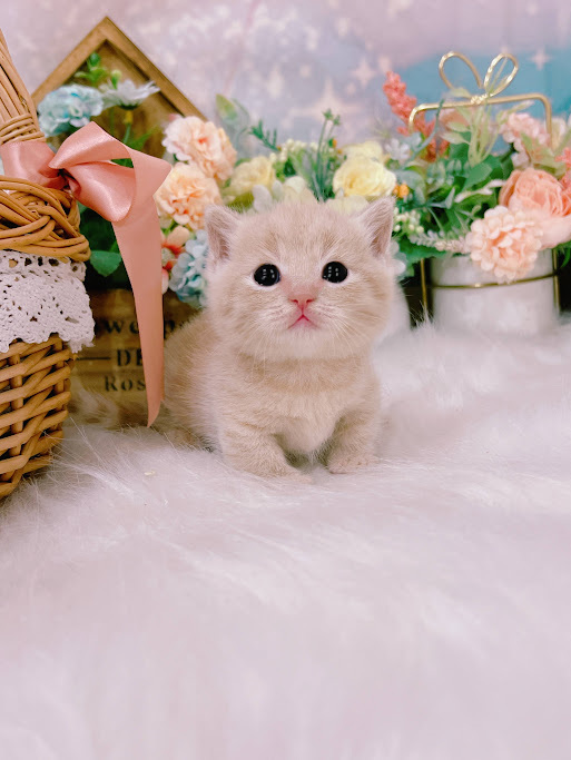 星光貓舍／奶茶曼赤肯