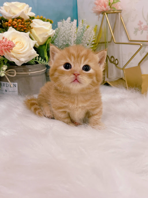 星光貓舍／金橘色曼赤肯