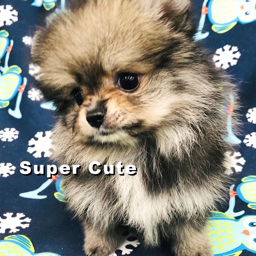 超可愛名犬社／灰博美犬