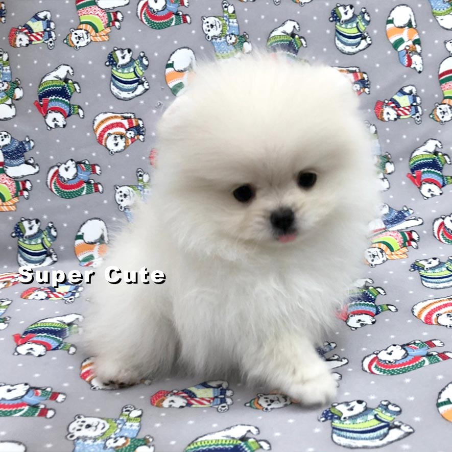 超可愛名犬社／白博美犬