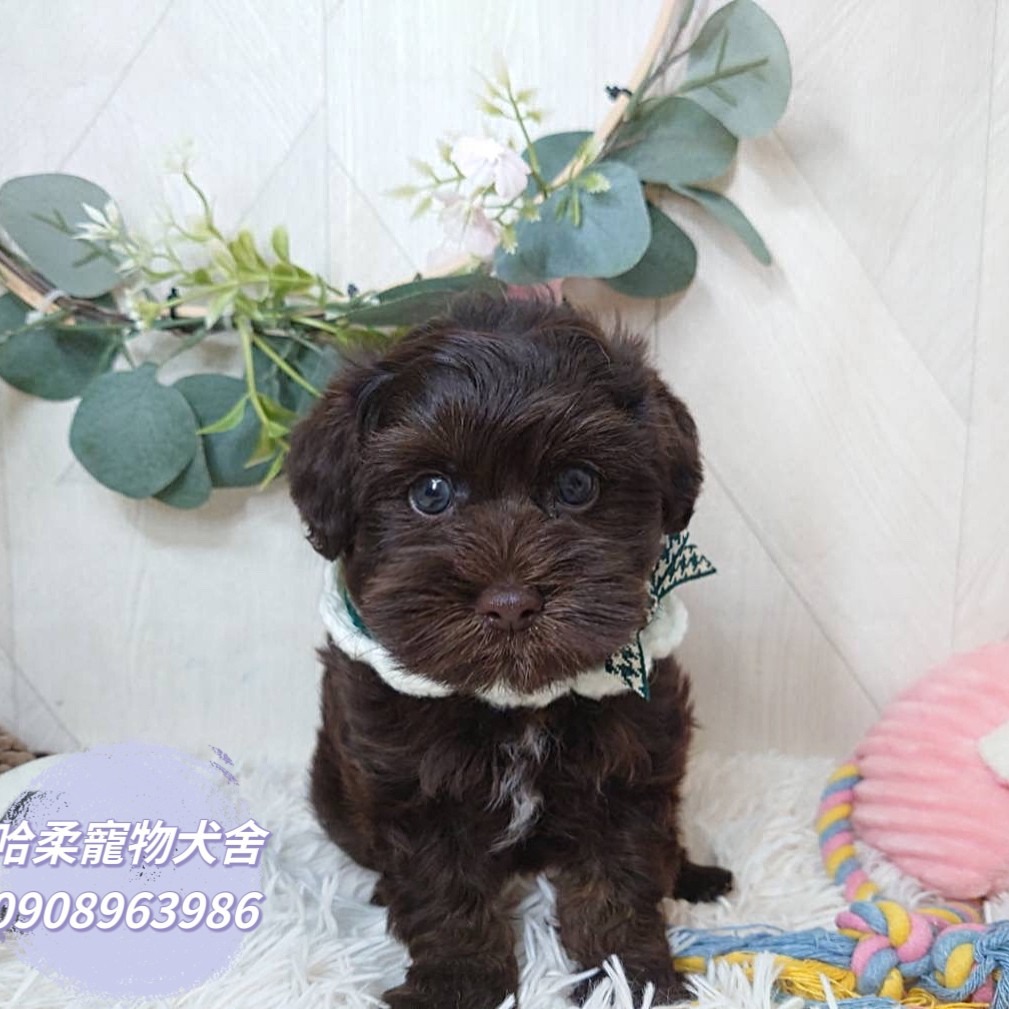 哈柔寵物犬舍／巧克力貴賓