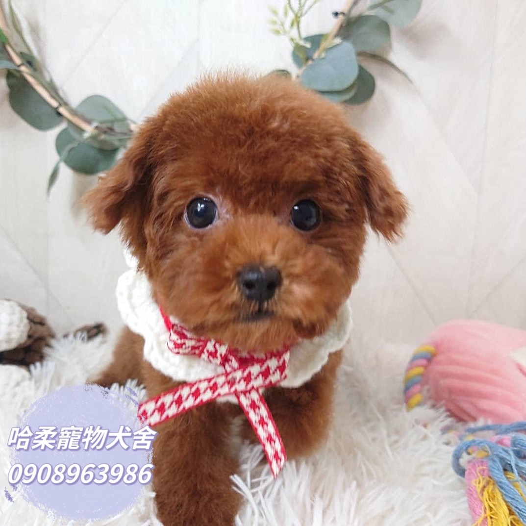 哈柔寵物犬舍／泰迪紅貴賓