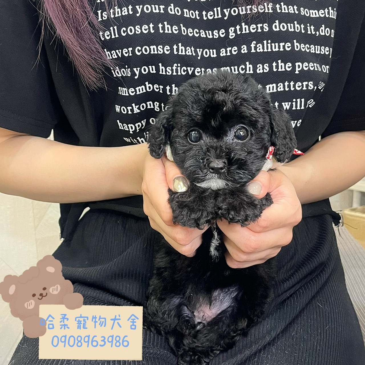 哈柔寵物犬舍／黑貴賓