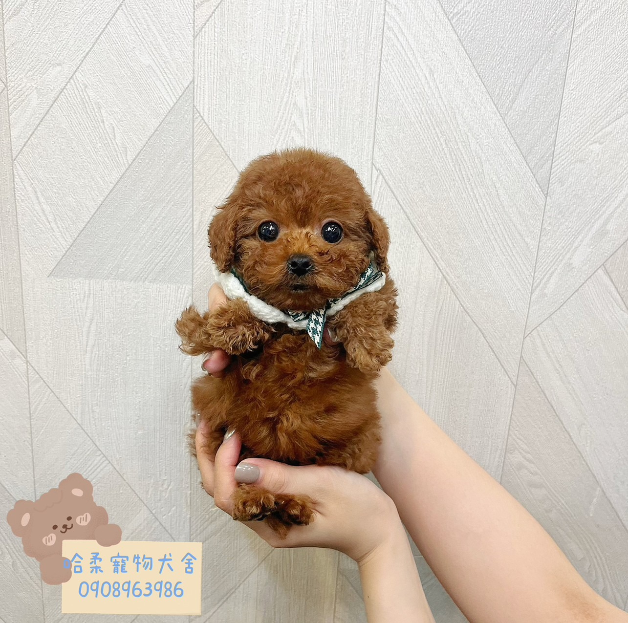 哈柔寵物犬舍／泰迪紅貴賓