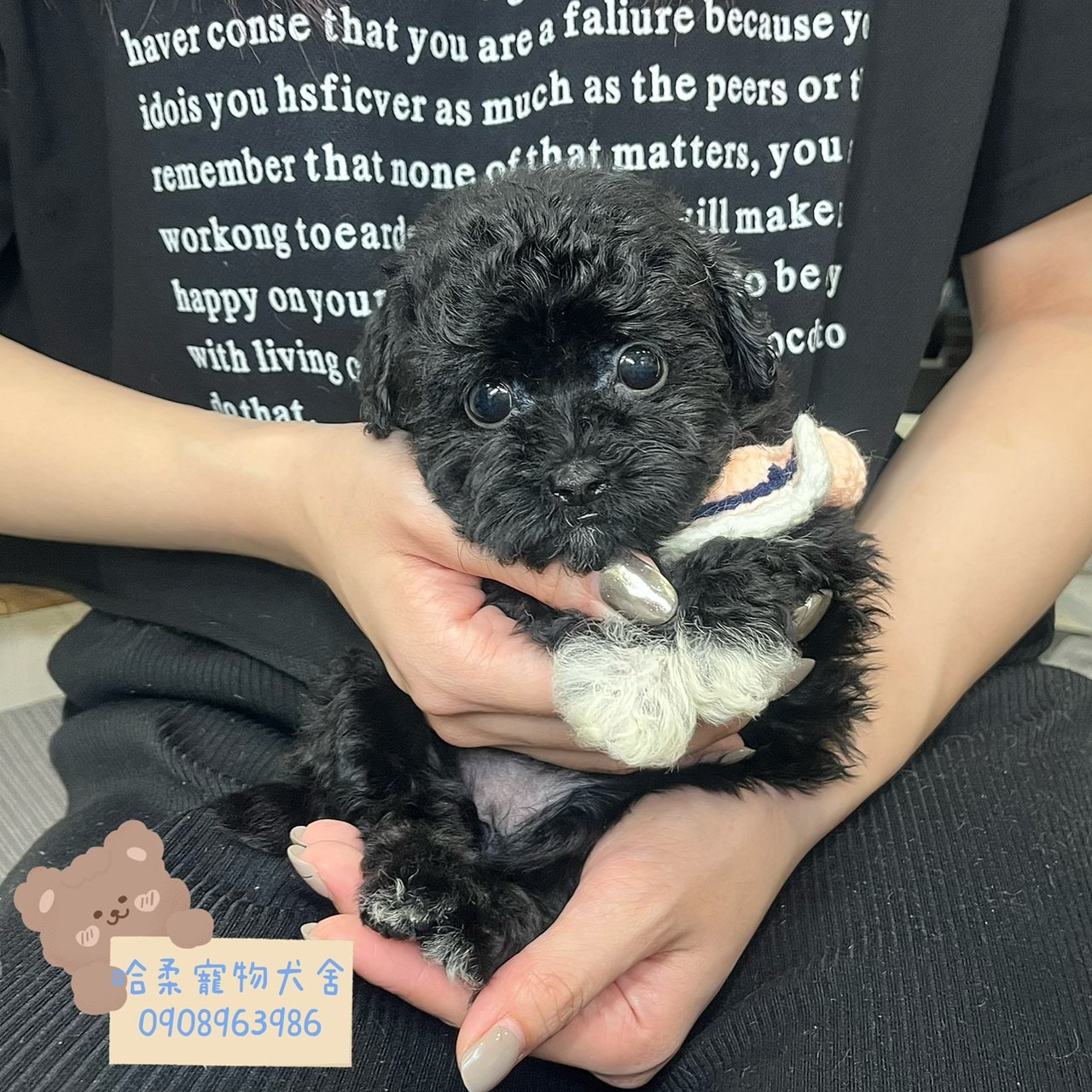 哈柔寵物犬舍／黑貴賓