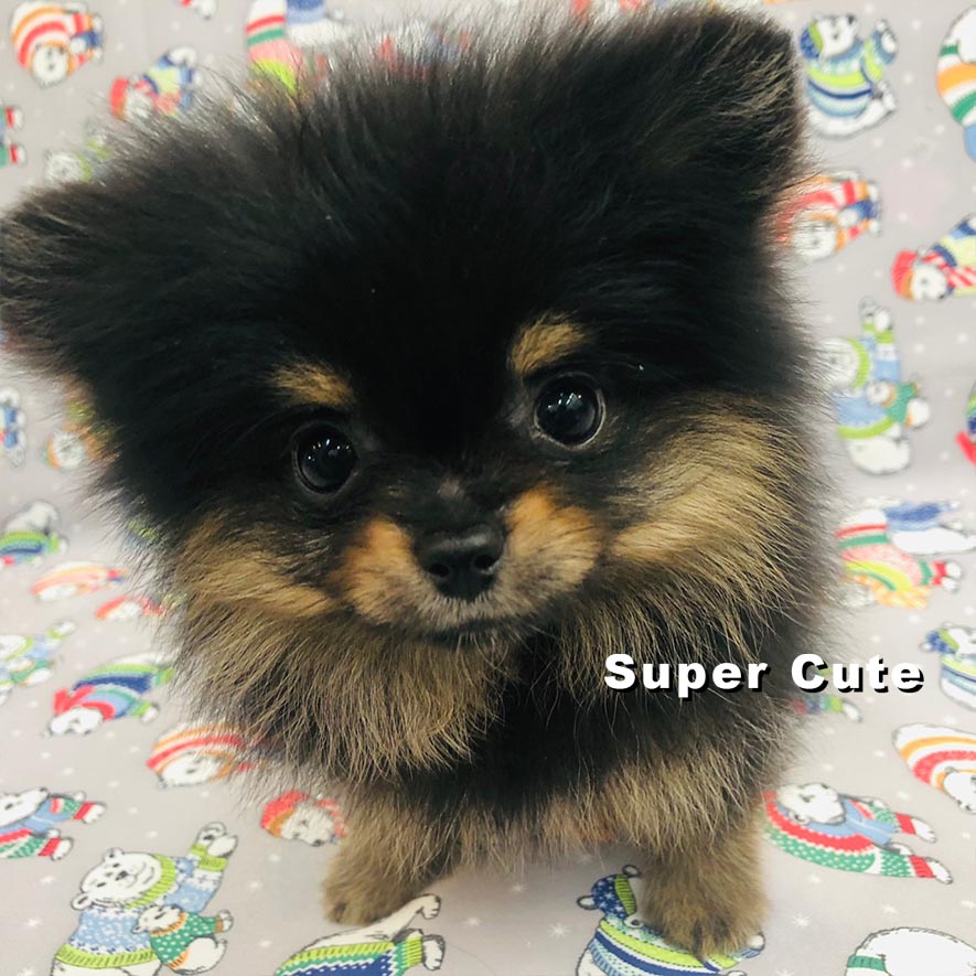 超可愛名犬社／博美犬