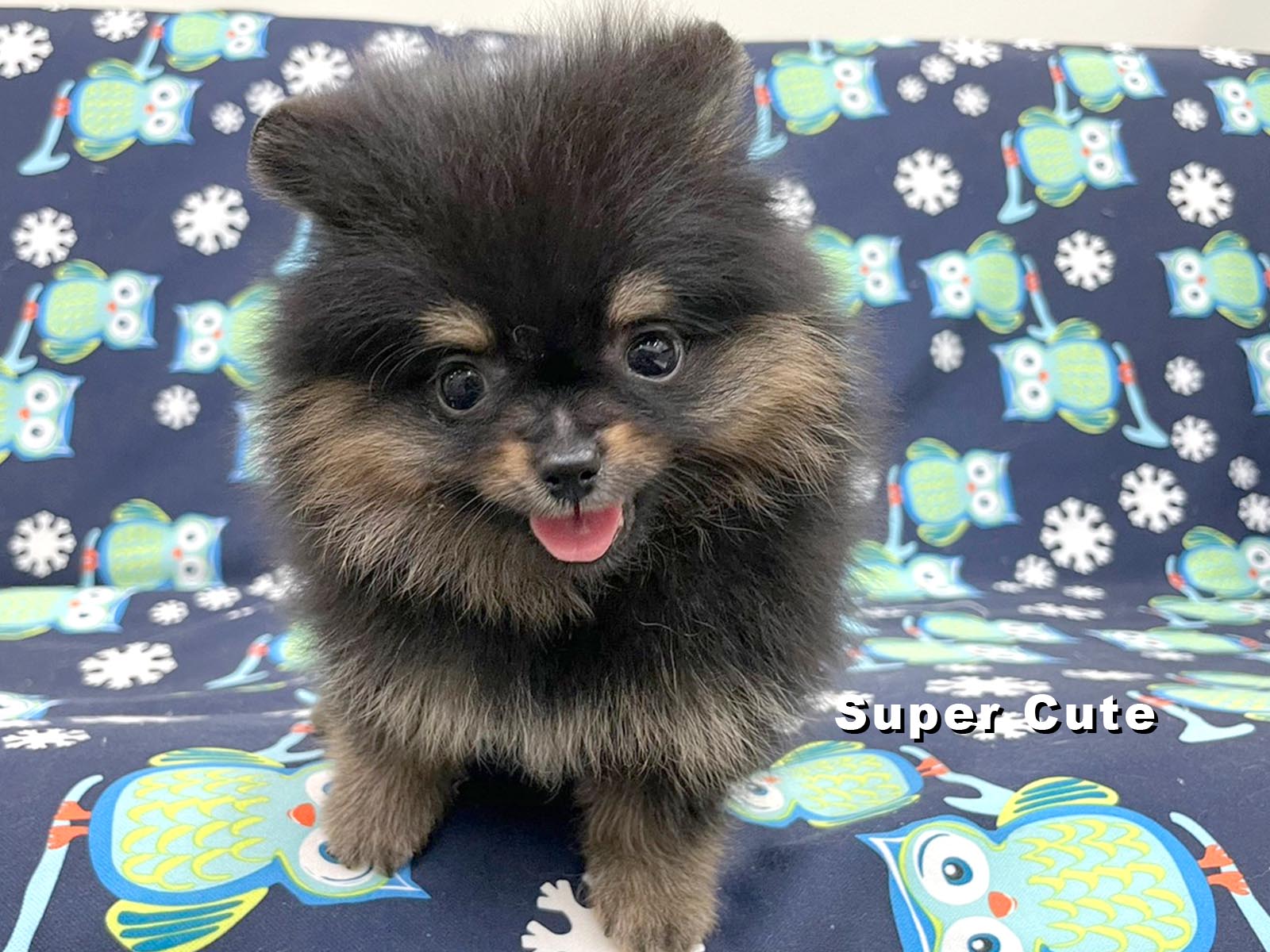 超可愛名犬社／博美犬