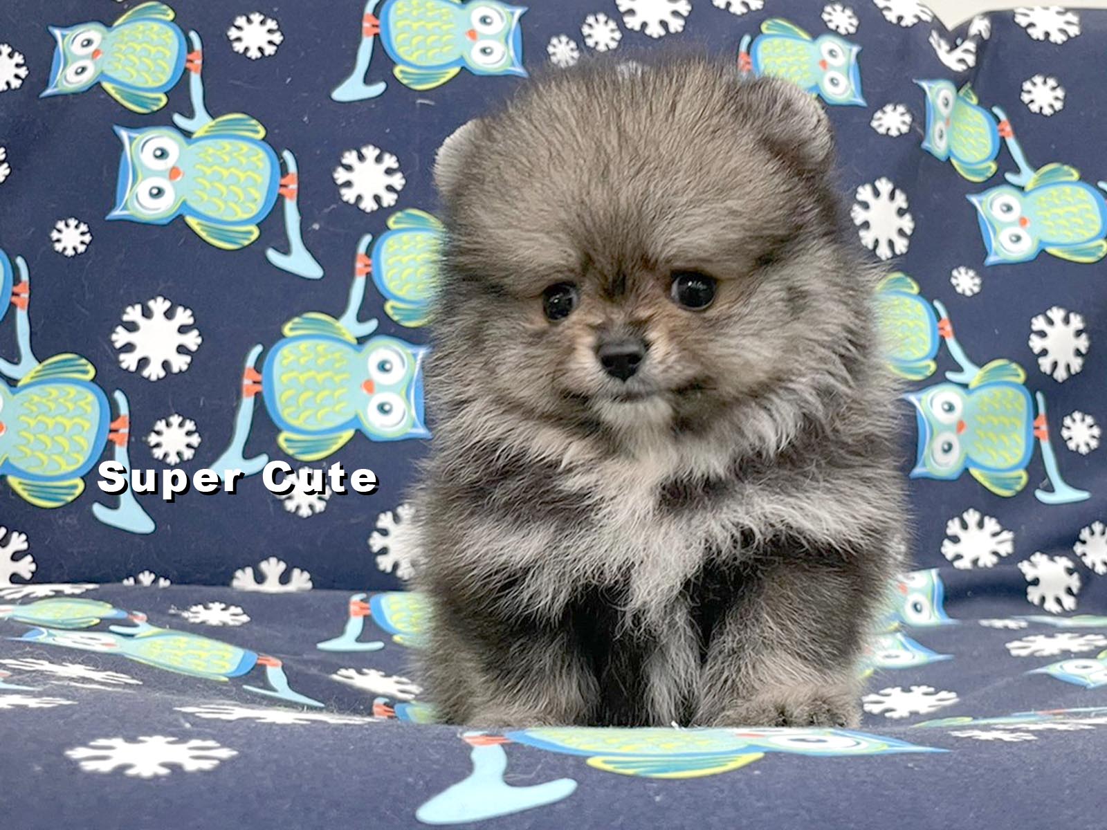 超可愛名犬社／博美犬