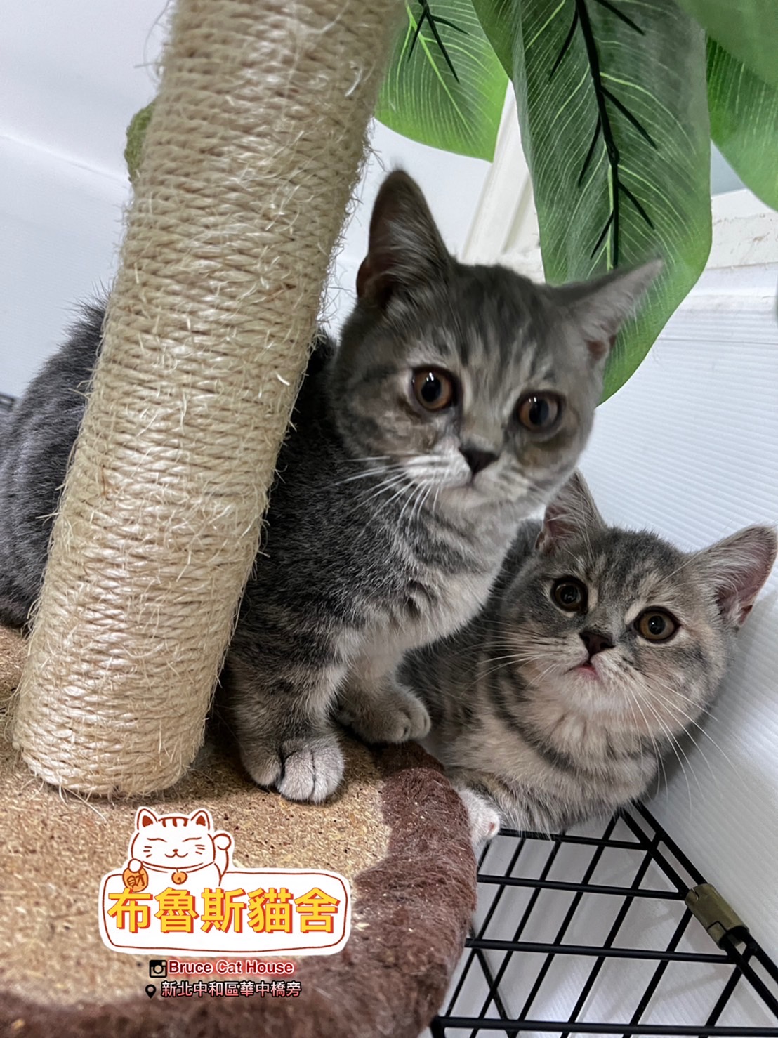 布魯斯貓舍／三花曼赤肯