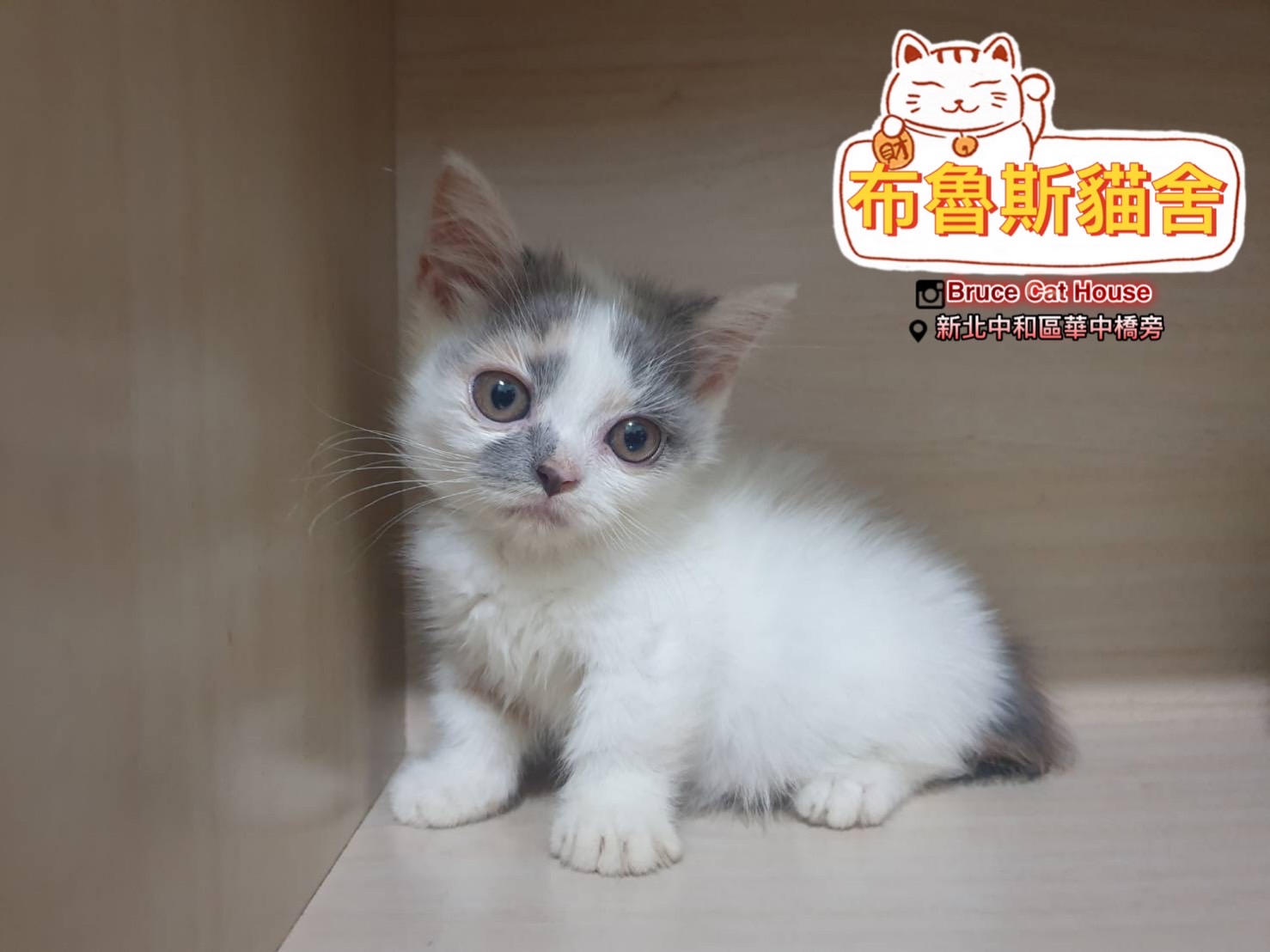 布魯斯貓舍／藍三花曼赤肯