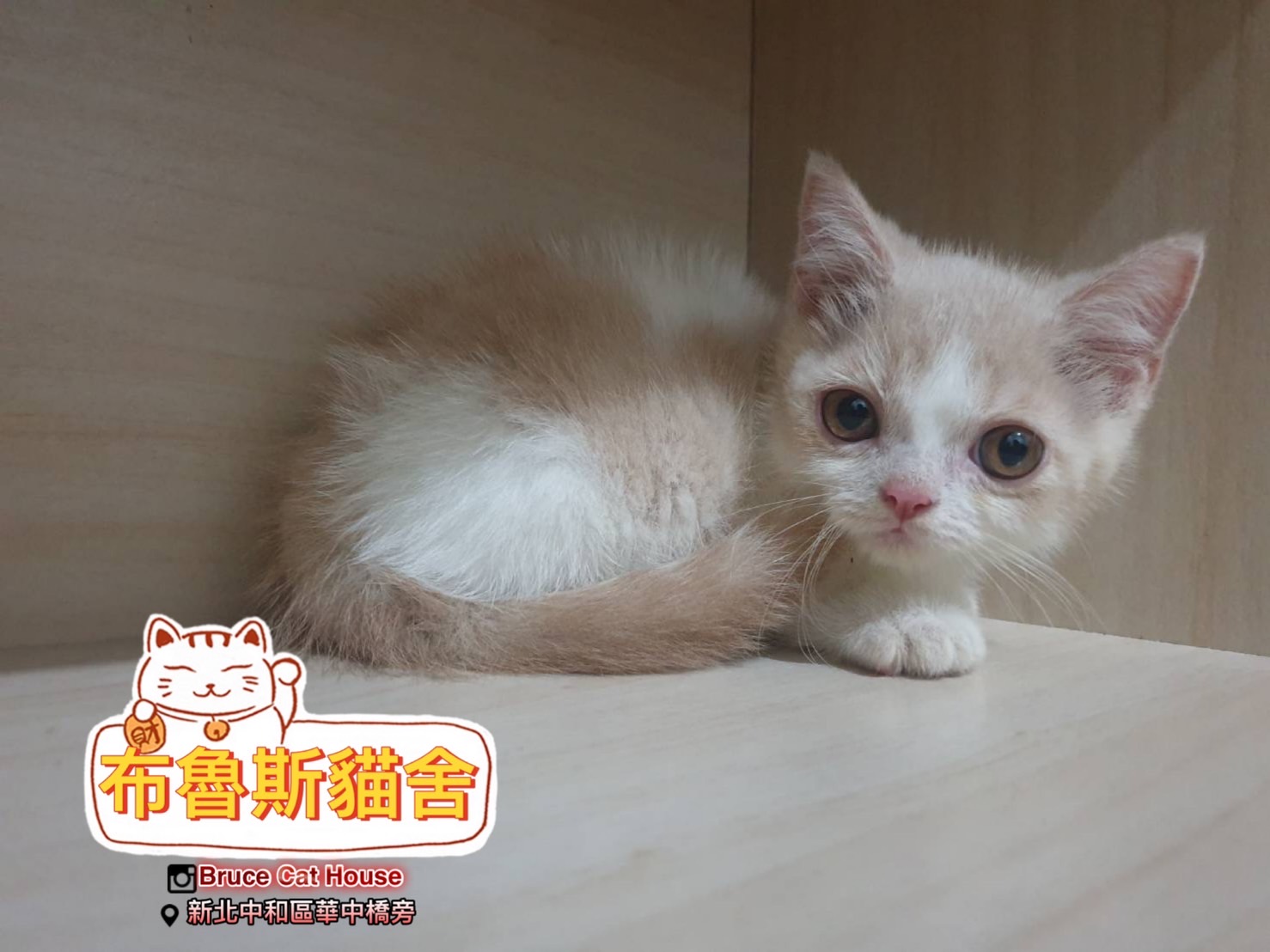 布魯斯貓舍／奶油賓士曼赤肯