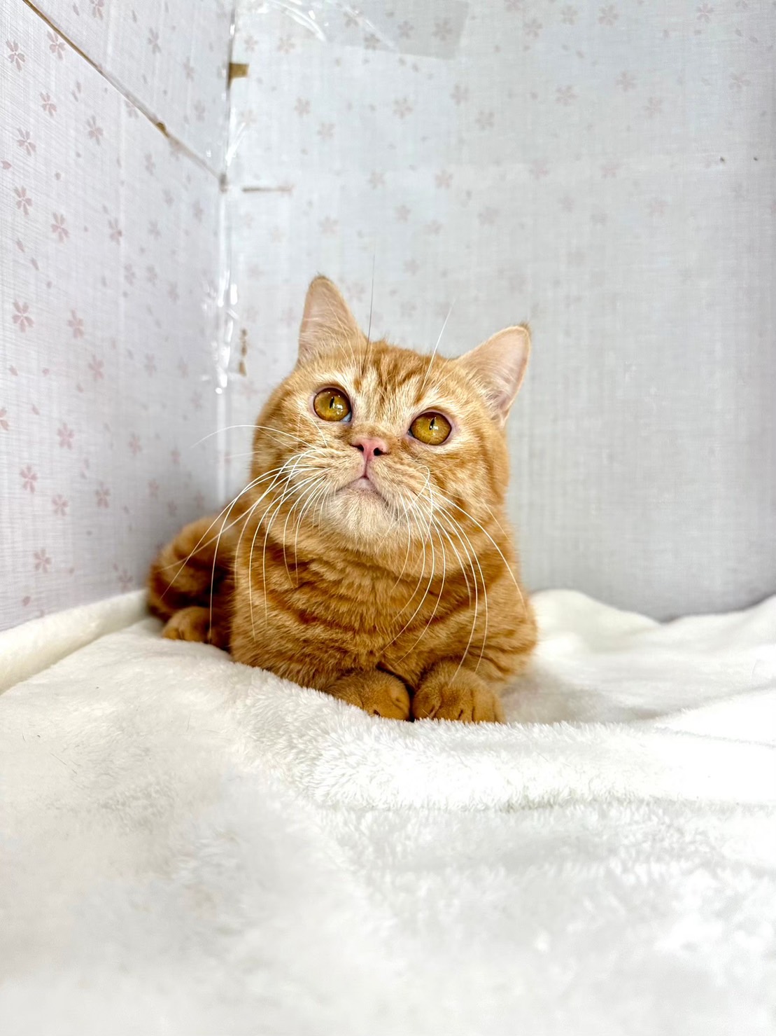 貓咪總動員館／橘紅色曼赤肯