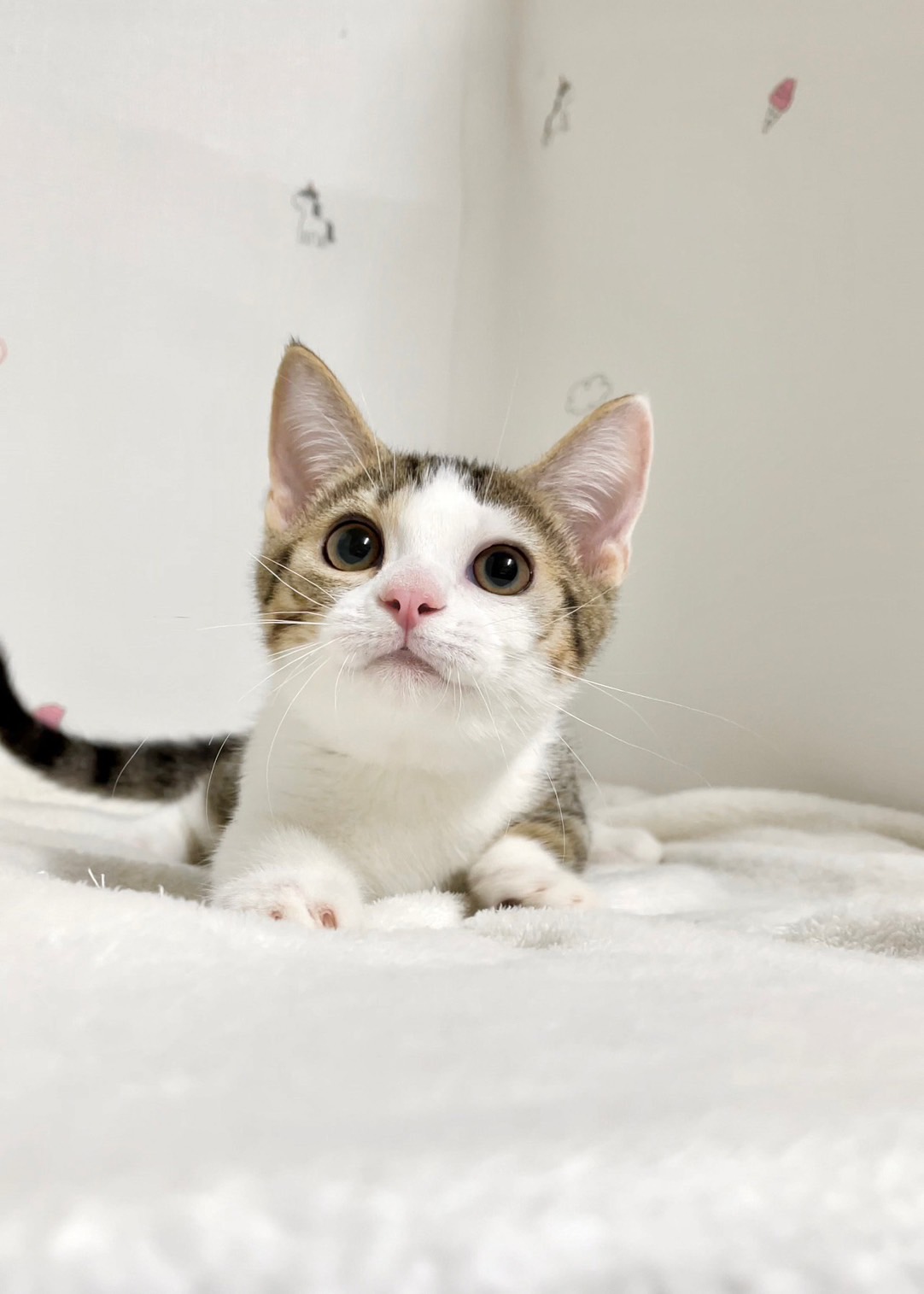 貓咪總動員館／虎斑白曼赤肯