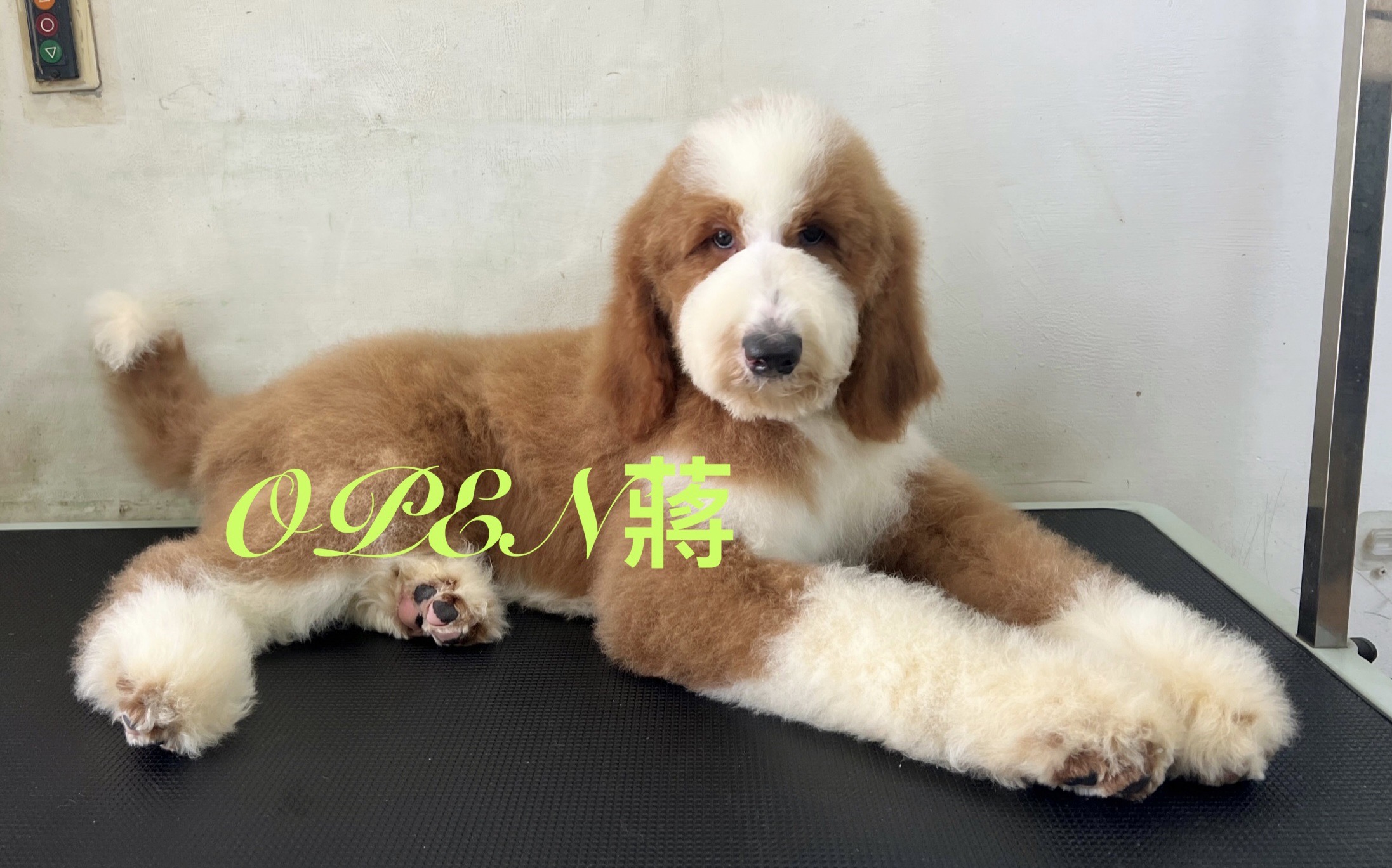 OPEN蔣犬舍／巨型貴賓