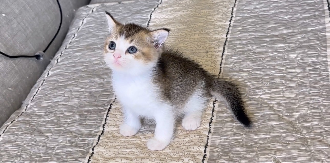 尊爵名皇／黑金漸層加白英國短毛貓