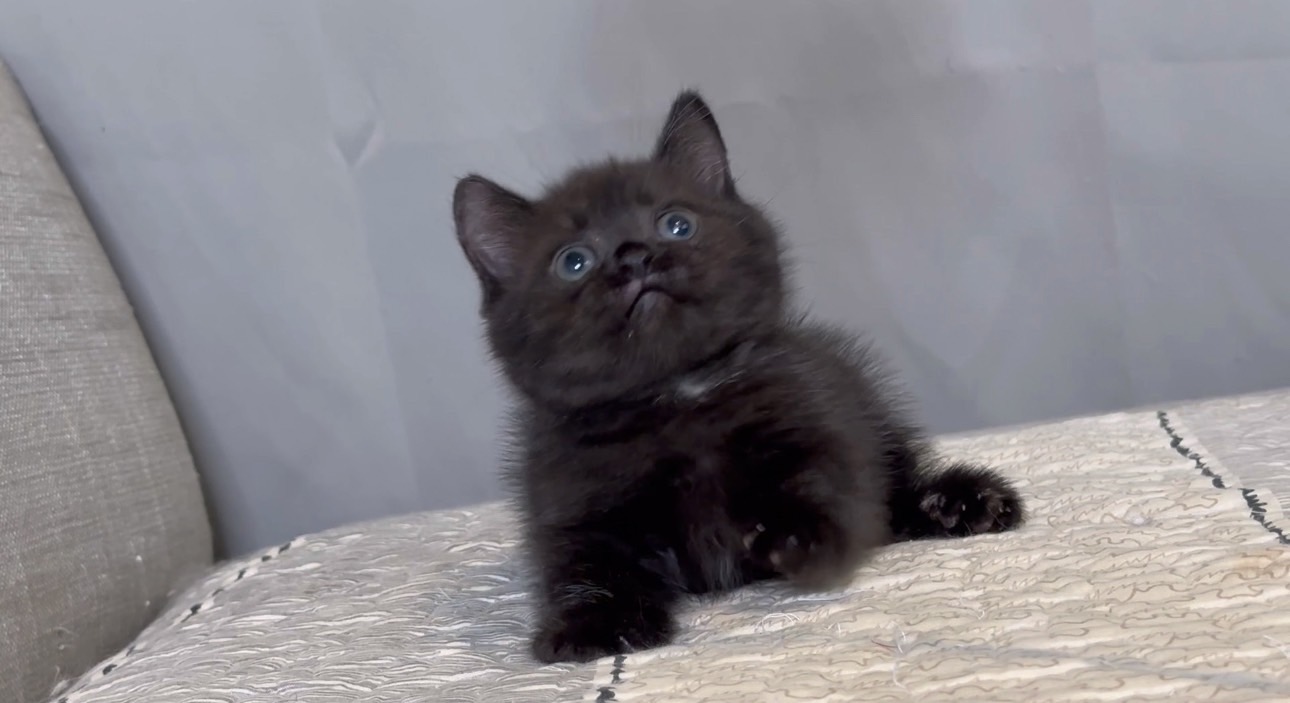 尊爵名皇／黑色曼赤肯