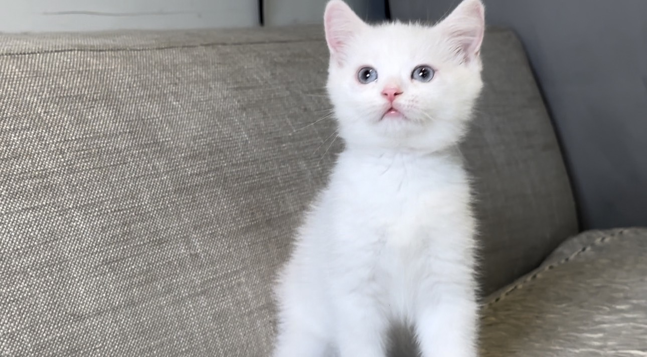 尊爵名皇／藍眼白色英國短毛貓