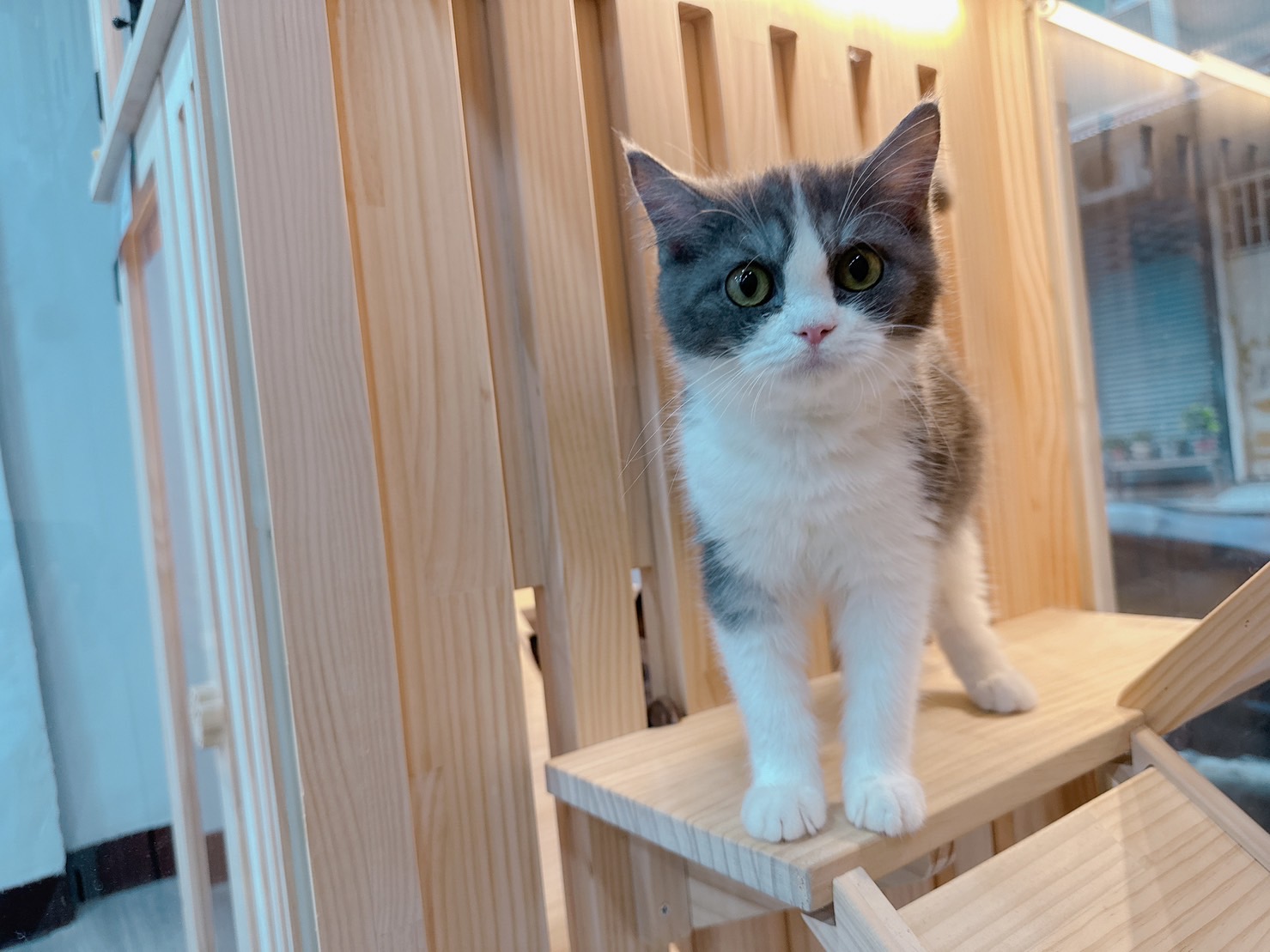 樂寵貓狗屋／藍煙燻賓士英國短毛貓