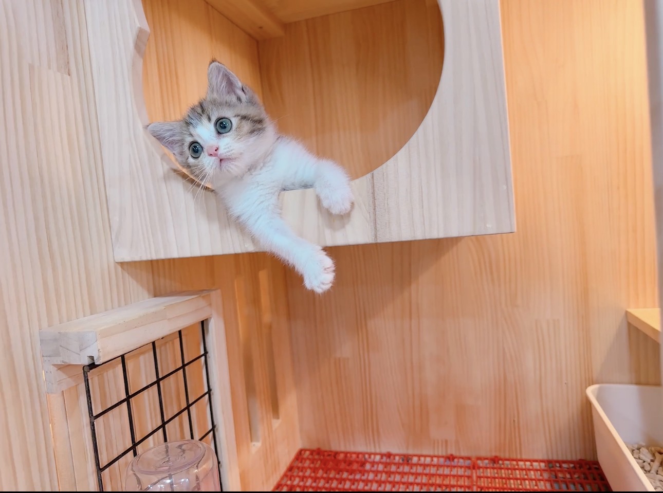 樂寵貓狗屋／古銅色加白美國短毛貓