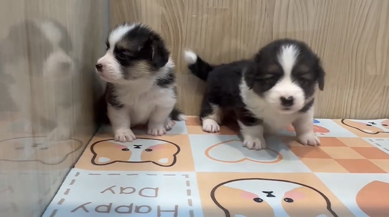 樂寵貓狗屋／柯基