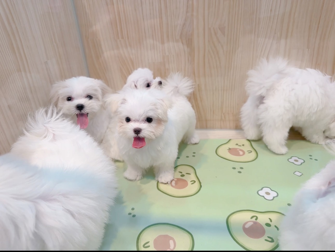 樂寵貓狗屋／瑪爾濟斯