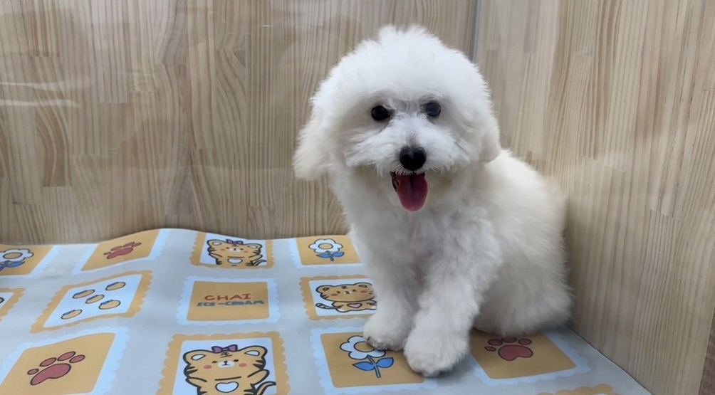 樂寵貓狗屋／比熊