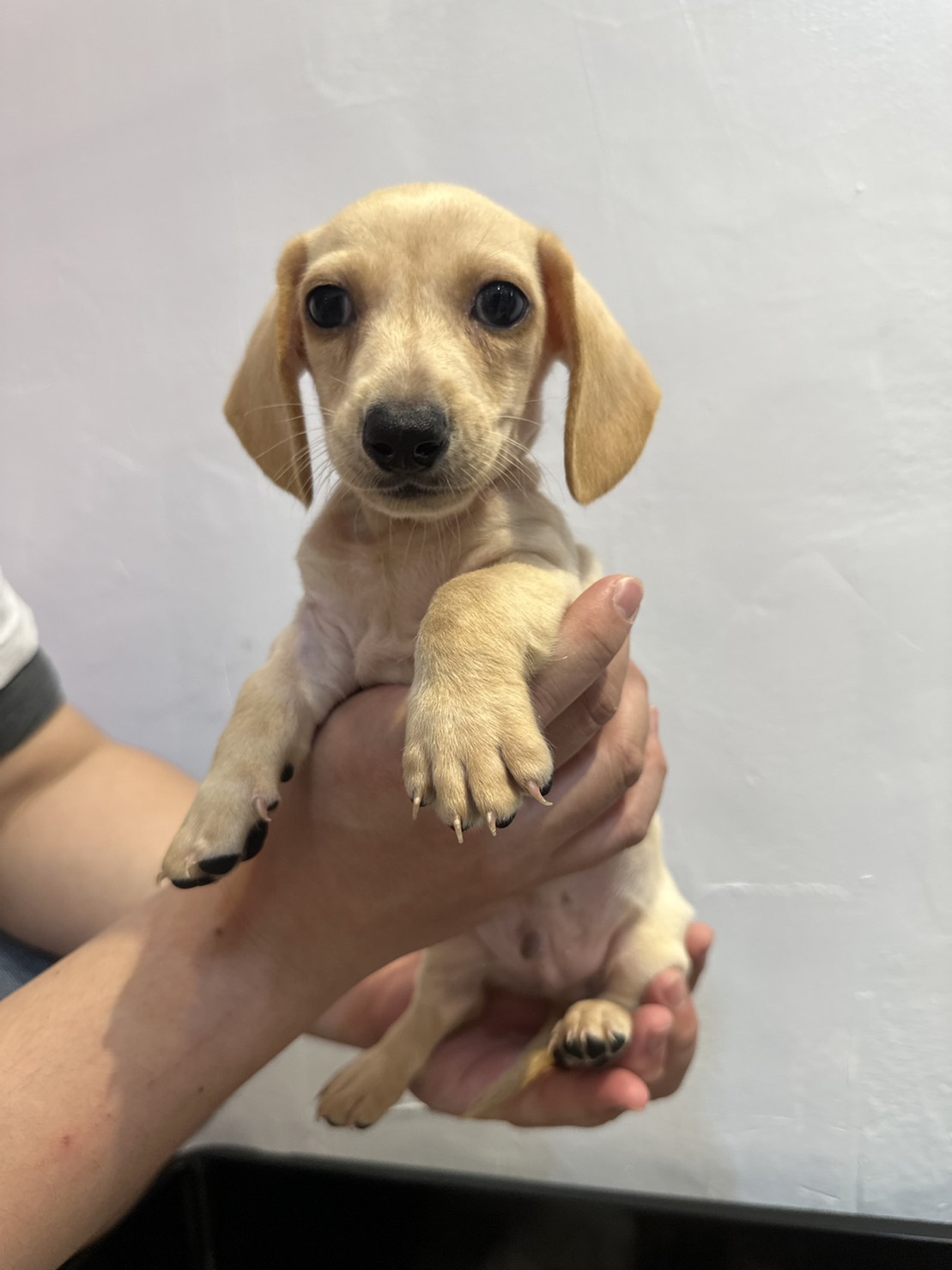 樂寵貓狗屋／短毛臘腸