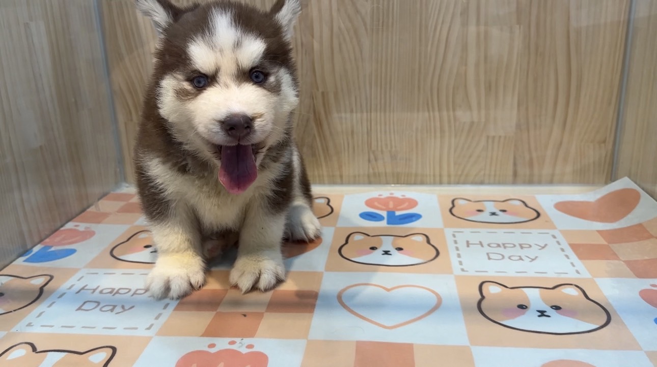 樂寵貓狗屋／哈士奇