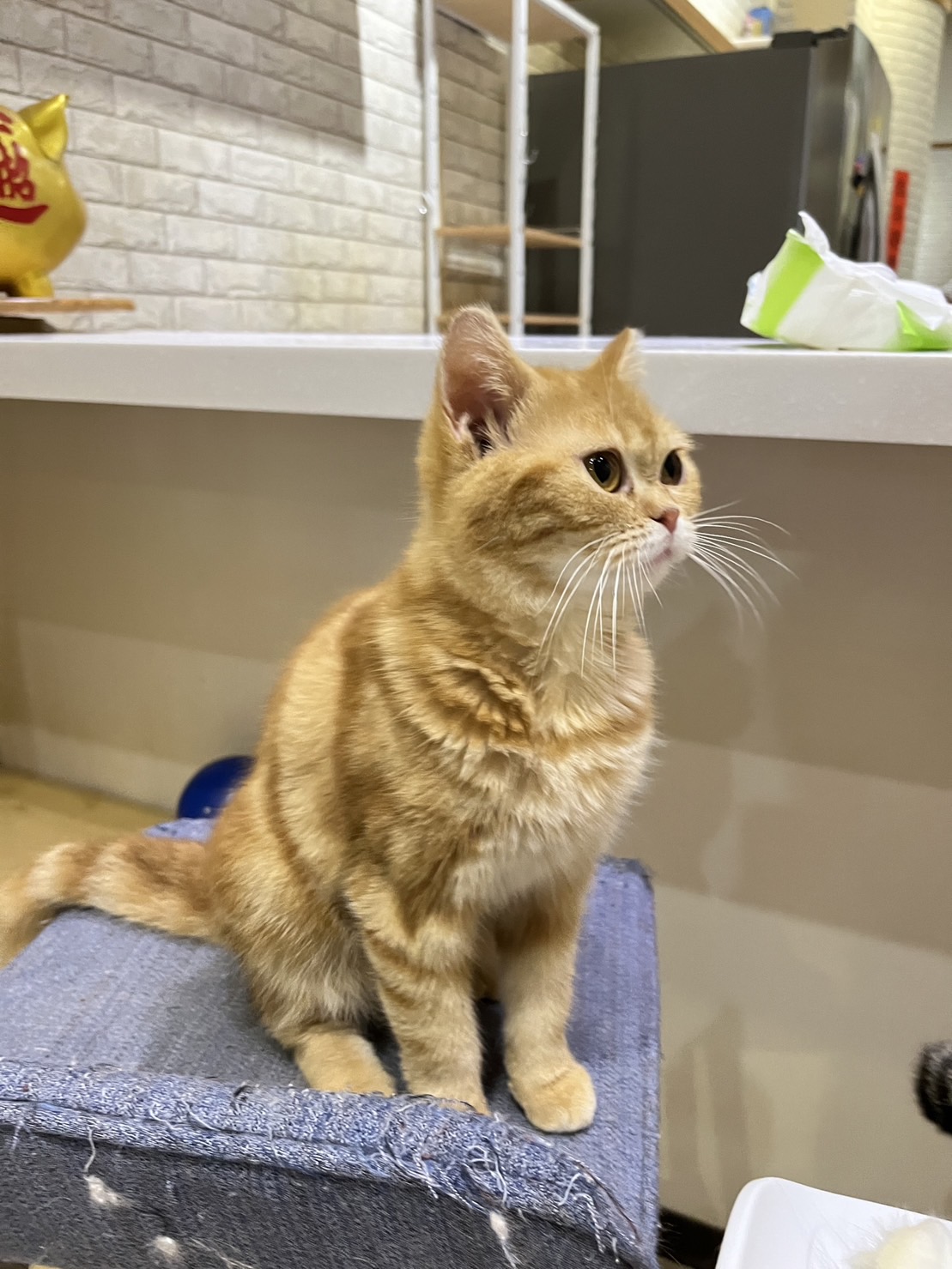 貓咪派對／橘紋美國短毛貓