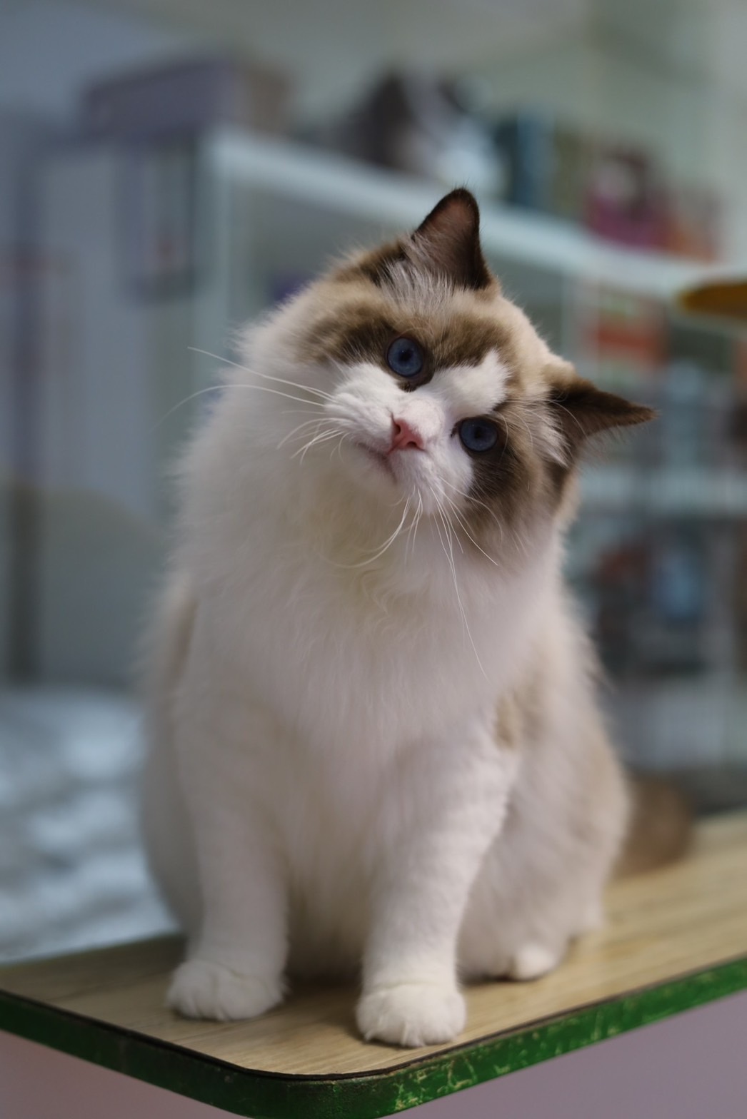 琥珀布偶貓舍／海豹雙色布偶貓