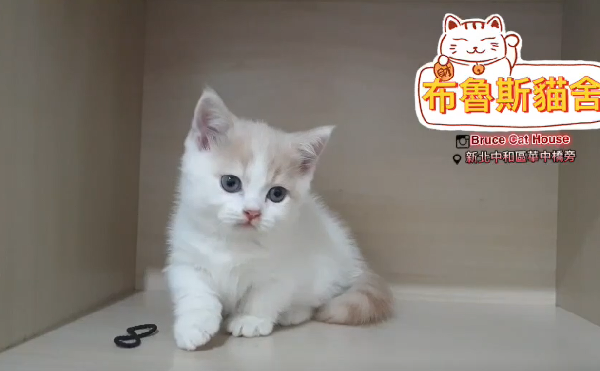 布魯斯貓舍／奶油賓士曼赤肯
