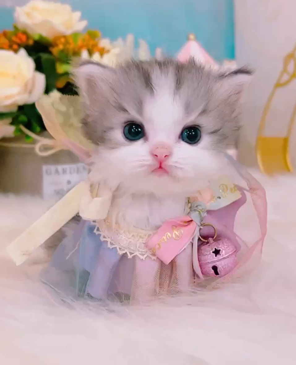 星光貓舍／煙花白賓士英國長毛貓