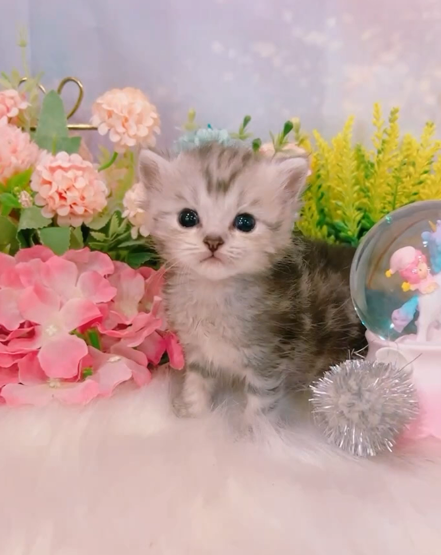 星光貓舍／銀灰色英國長毛貓